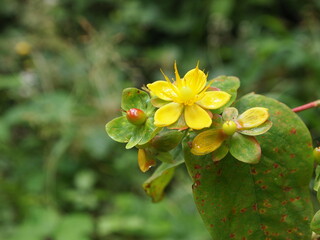 yellow flowers with fruits