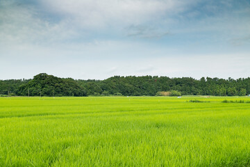 Wall Mural - 日本の初夏の田園風景　千葉県多古町