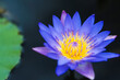 Beautiful Purple lotus blooming in the pond with closeup mode with a blurry background .Copy space for text.