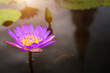 Beautiful Purple lotus blooming in the pond with closeup mode with blurry background and lighting form the top of the left corner.