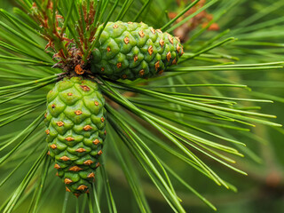 young green cones on a branch of a japanese red pine tree, pinus densiflora