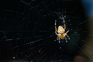 spider on web