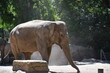 Elefant im Tierpark Hagenbeck