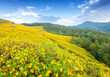 Beautiful yellow of Mexican sunflower field on hill at viewpoint with bluer sky in the background ,Doi Mae U Kho, Khun Yuam, Mae Hong Son province, Thailand