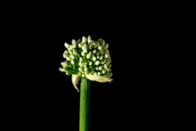 Persian White Shallot Flower Isolated On A Black Background