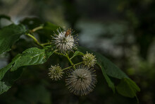 Buttonbush Plant With A Honeybee