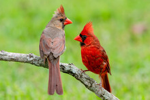 Northern Cardinal Male And Female Perched On Branch Against Spring Green Background