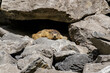 © Jérôme Bouche - Marmot on a rock in front of a cave