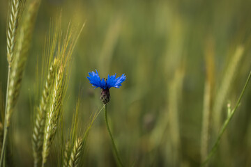 Wall Mural - On cornflower in the field of grain.
