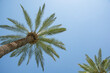 Blue sunny sky, underneath the palm trees