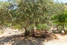 Little Wood Bench Inside Next To A Green Trees On Santa Catalina Island. 
