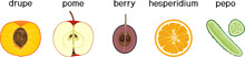 Different Types Of Fruits: Drupe, Pome, Berry, Hesperidium And Pepo. Scheme For Botany Lessons