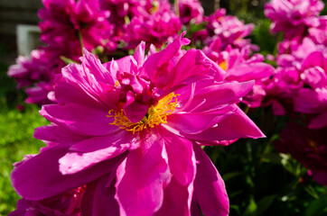 Wall Mural - peonies, peony bushes, beautiful flowers