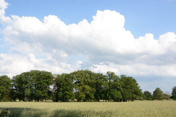 landscape around Gifhorn, Germany