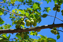 Green Japanese Apricot Growing On A Ume Tree