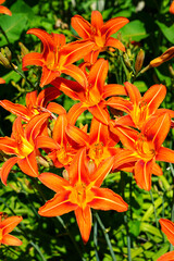 Wall Mural - Orange and yellow daylily flower (hemerocallis) in the garden