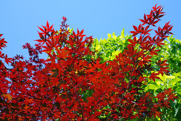 Wall Mural - Red foliage of a Japanese Maple tree