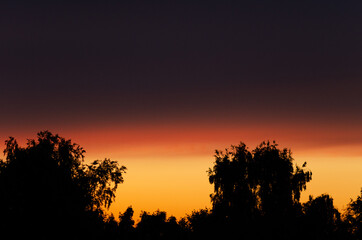 Wall Mural - sunset sky and trees in summer