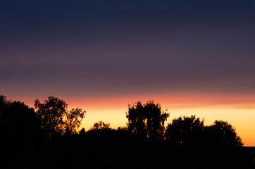 Wall Mural - sunset sky and trees in summer