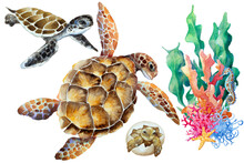 Sea Turtle, Cub, Small Newborn In An Egg And Coral Reef Fragment On A White Background, Hand Drawn Watercolor.