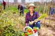 © JackF - Mexican woman horticulturist picking harvest of garlic