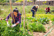 © JackF - Peruvian woman gardener during working with tomatoes  seedling