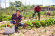 © JackF - Mexican woman  gardener during harvesting of  lettuce