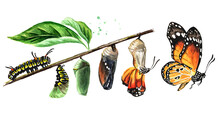 Butterfly Metamorphosis Development Stages, Caterpillar Larva, Pupa, Adult Insect Set. Hand Drawn Watercolor Illustration, Isolated On White Background