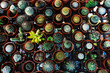 © Kate - Small decorative pots with flowers cacti. View from above. Decor with fresh flowers. Home Flowers