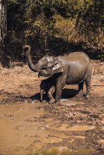 Elephant Mother And Baby Having Fun In The Mud In Udawalawe National Park, Sri Lanka.