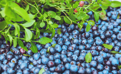 Wall Mural - Many blueberries and fresh herbs