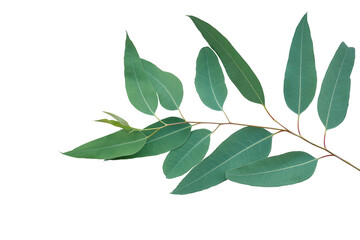 Poster - Fresh eucalyptus leaves on tree twig a green foliage commonly known as gums or eucalypts plant isolated on white background, clipping path included.