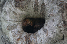 Tree Knot Hole