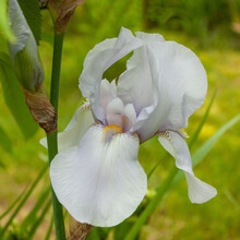 Light Blue Iris On A Background Of Greenery Of The Garden.