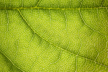 the structure of a green tree leaf as a macro background