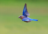 Fototapeta Zwierzęta - North Carolina bluebird flying to the left