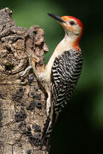 Young Male Red-bellied Woodpecker
