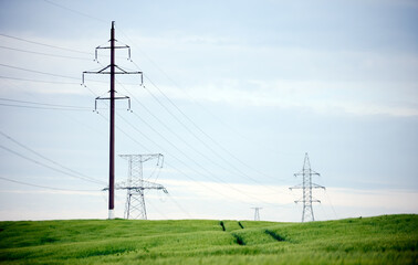 green and young barley field during sunset. power line. wires