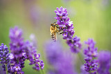 Fototapeta Lawenda - pszczoła miodna na kwiecie lawendy