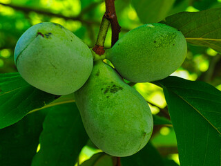 Asimina triloba also know as the Papaw a common Appalachia fruit