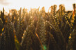 Grain Field in Germany - Wheat Field