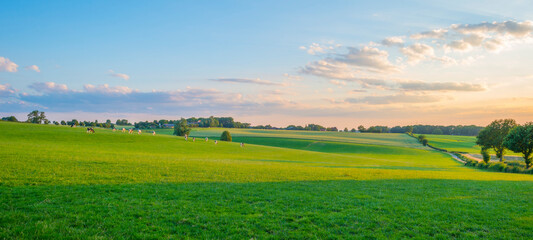 Wall Mural - Grassy fields and trees with lush green foliage in green rolling hills below a blue sky in the light of sunset in summer