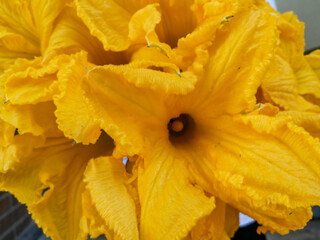 Bunch of yellow pumpkin flowers to cook