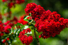 Beautiful Vibrant Red Flowers In Full Bloom