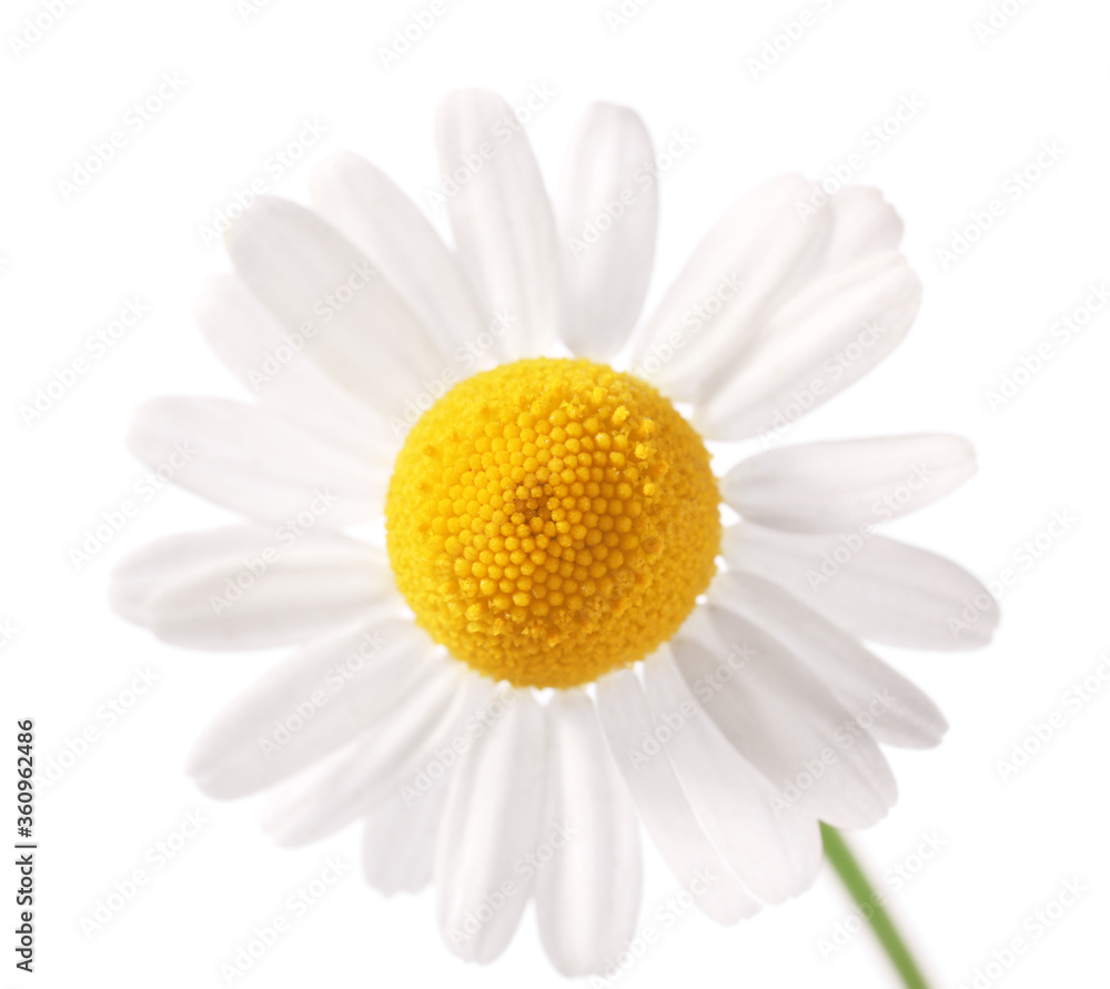 Fresh chamomile flower on white background