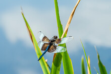 Widow Skimmer Dragonfly Libellula Luctuosa On Reeds 
