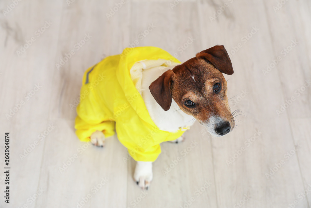 Funny dog in raincoat sitting on floor