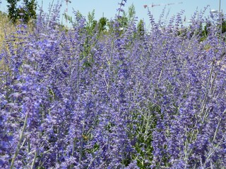 Wall Mural - Selective focus shot of Russian sage flowers on a field