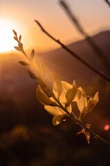 Wall Mural - closeup shot of plants with green leaves with warm sunset light on it