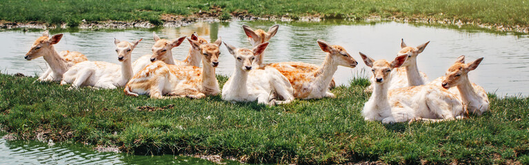 Wall Mural - Group of young fallow deer resting on island in pond water on summer. Herd animals dama dama swim chill by river lake on hot day. Wildlife beauty in nature. Web banner header for a website.